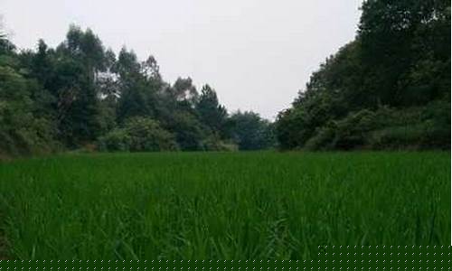 广东省连平县天气预报15天查询_广东省连
