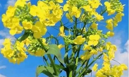 织金天气预报11月份_织金今日天气情况查